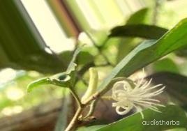 augmented_Alangium lamarckii flower9_0_8225.jpeg